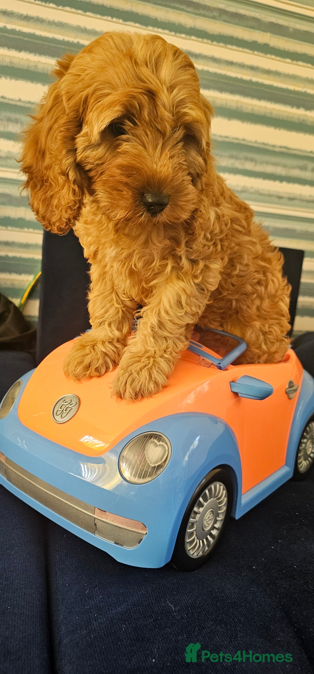 Cockapoo dogs for sale: Cockapoo girl - Image 8