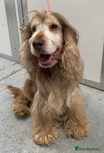 Cocker Spaniel dogs Show Cocker at stud - Advert 18