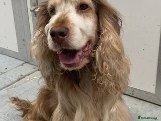 Cocker Spaniel dogs - Advert 19