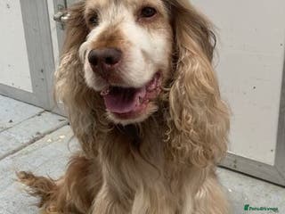 Cocker Spaniel dogs Show Cocker at stud - Advert 5
