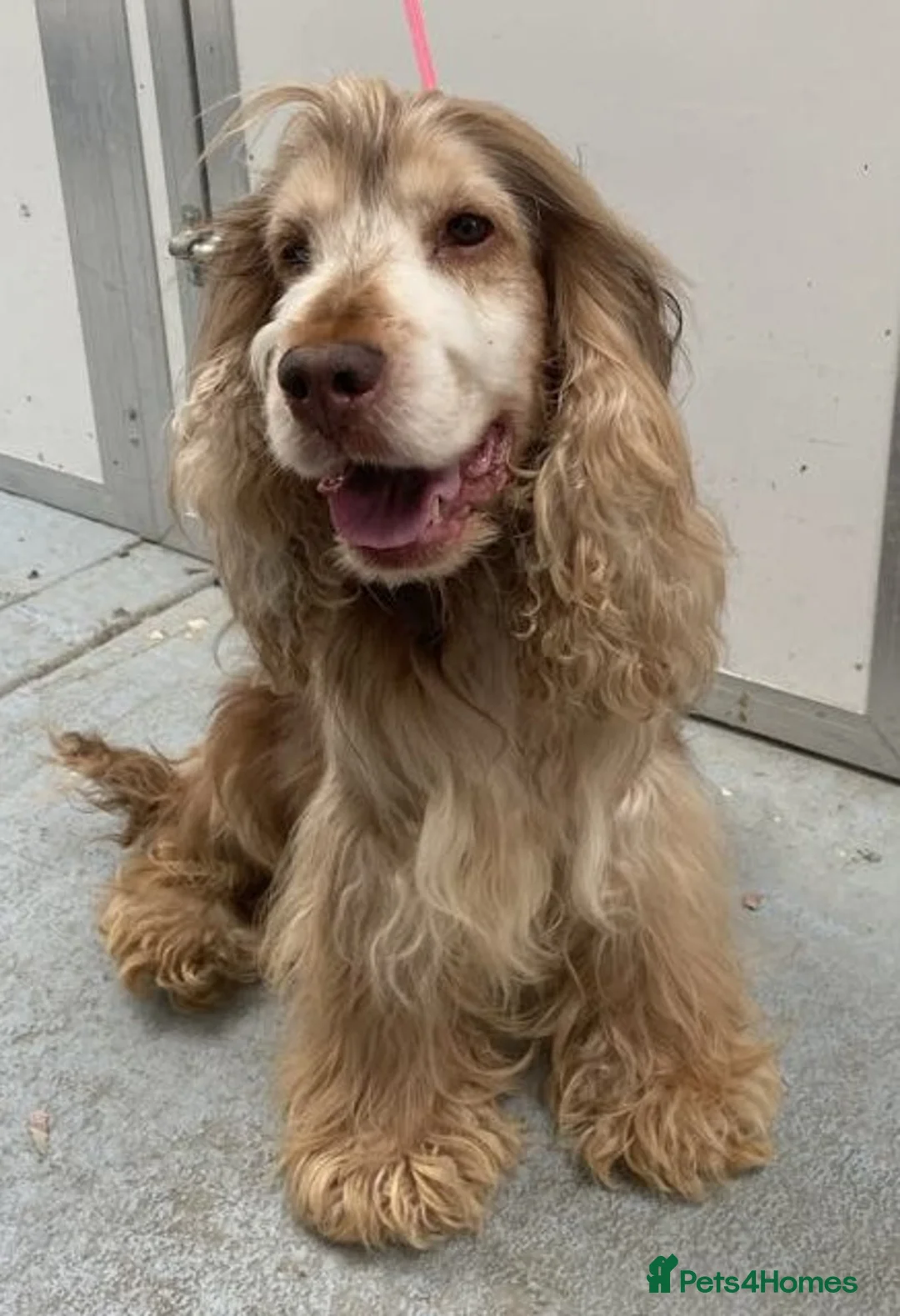 Cocker Spaniel dogs for stud: Show Cocker at stud - Advert 1