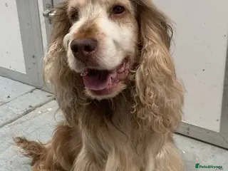 Cocker Spaniel dogs Show Cocker at stud - Advert 17