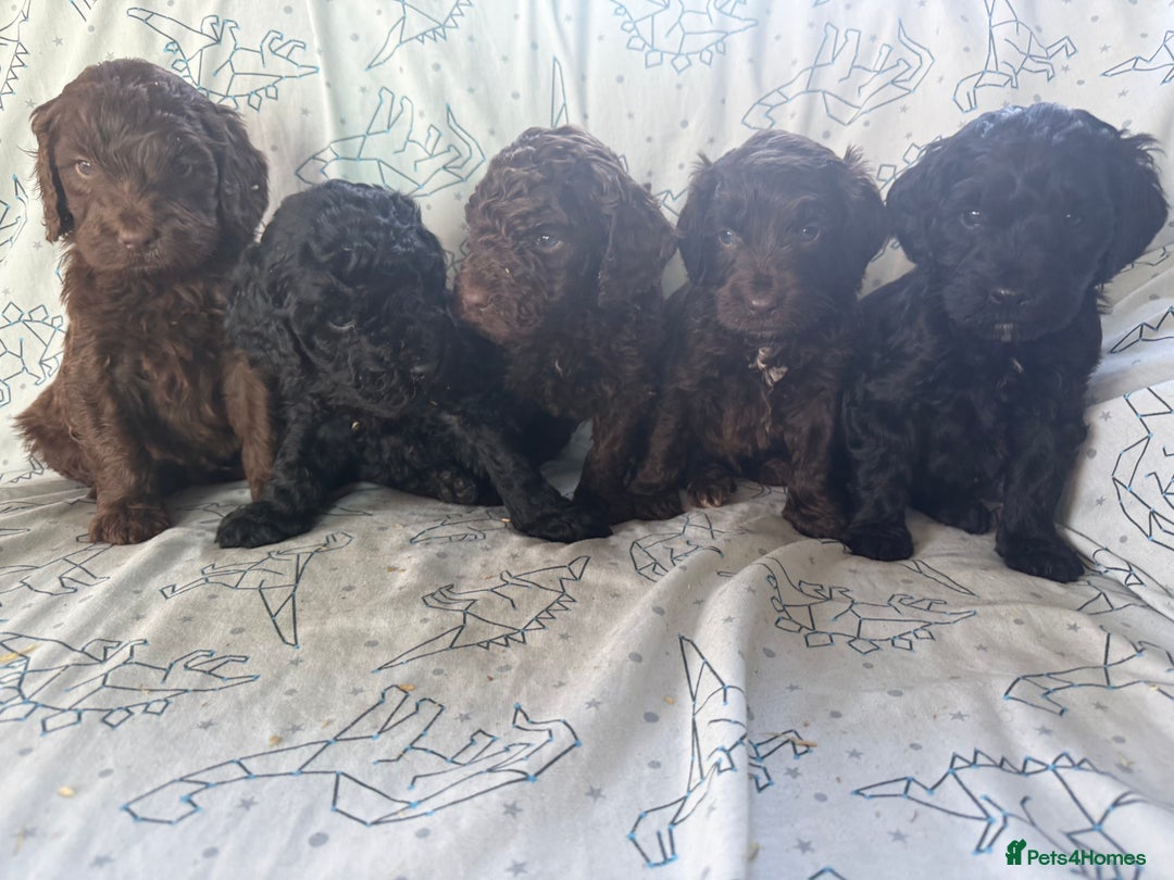 Cockapoo dogs for sale: chocolate&Black Cockapoos - Image 4