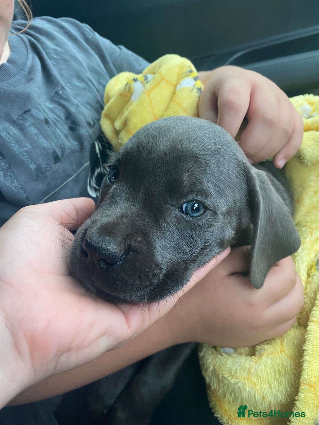 Cane Corso dogs for sale: Beautiful cane corso girl  - Image 6