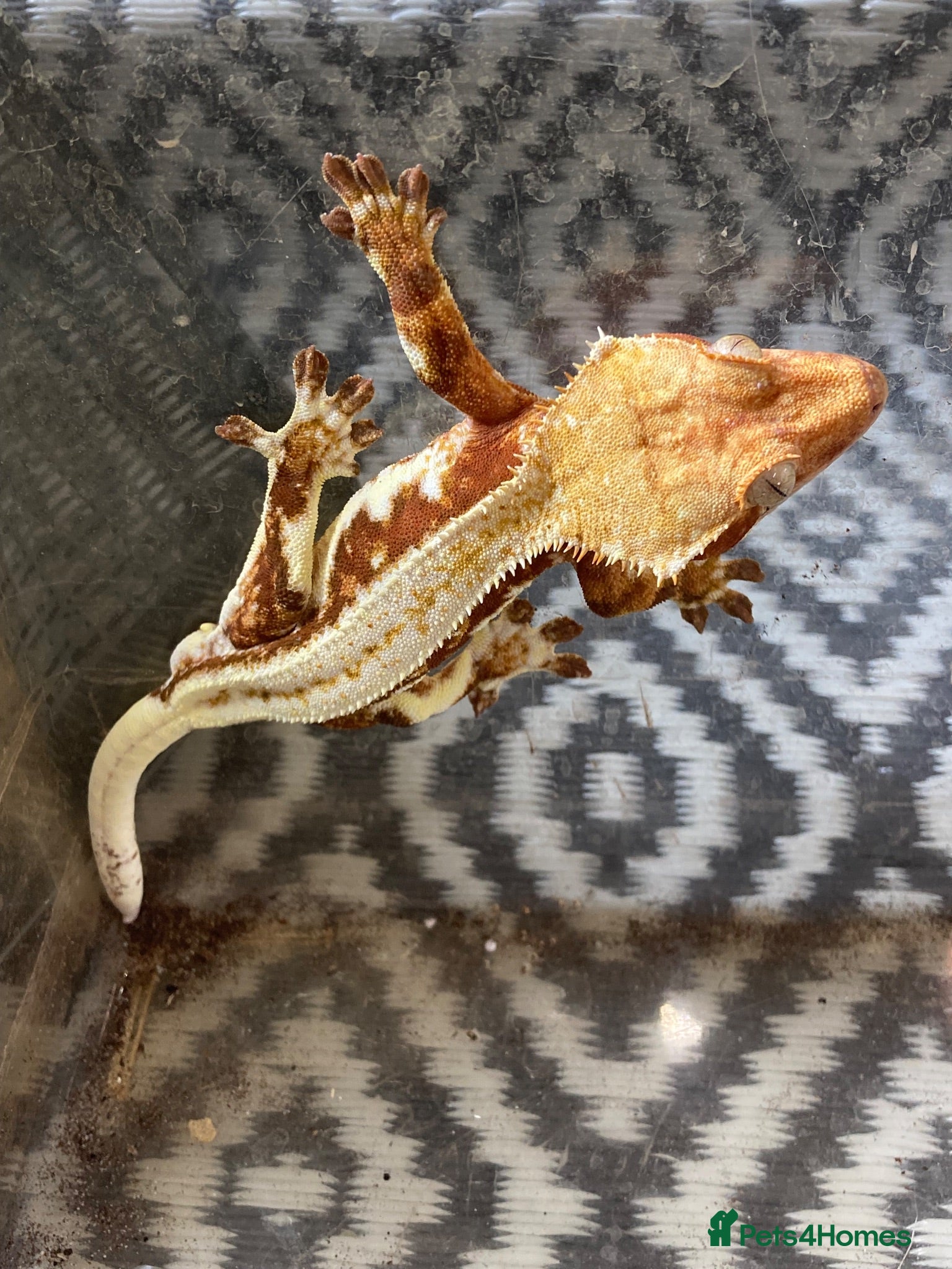 Gecko reptiles Crested Gecko Lily White breeding pair - Advert 1