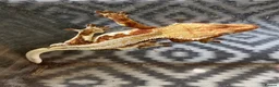 Gecko reptiles for sale: Crested Gecko Lily White breeding pair - Advert 1