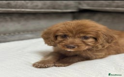 Cavapoo dogs for sale: 2 boys left looking for there forever homes - Image 6