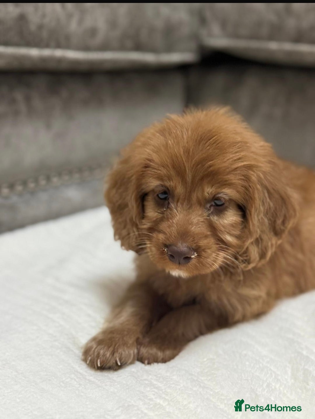 Cavapoo dogs for sale: 2 boys left looking for there forever homes - Image 6