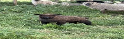 Sheep livestock for sale: White / Coloured Ryelands - Advert 1