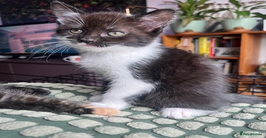Persian cats - Advert 4
