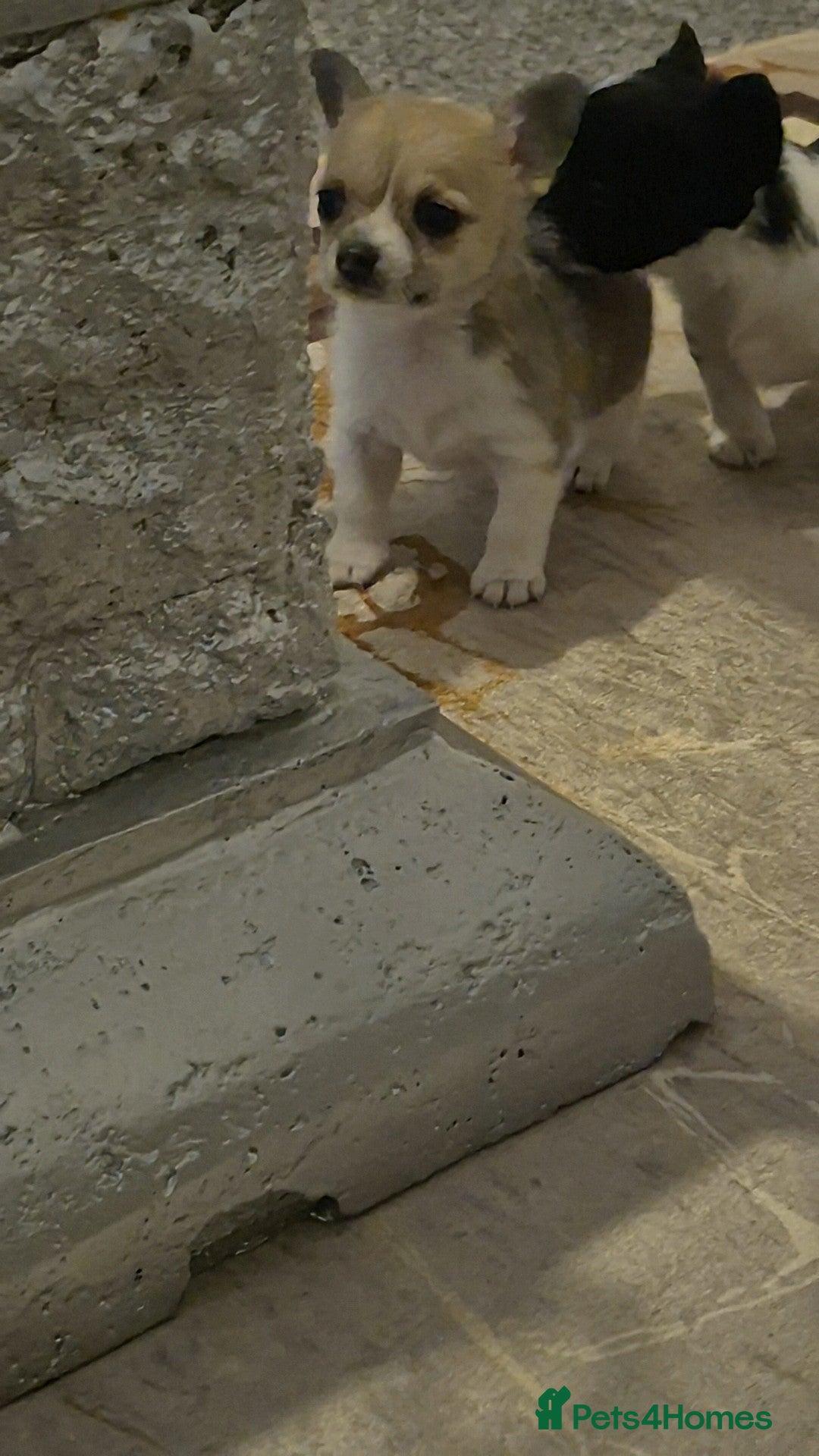 Chihuahua dogs for sale: Small chihuahua puppies  - Advert 6