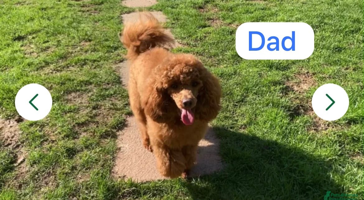 Cavapoo dogs for sale: Cavapoo  - Advert 3