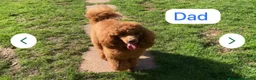 Cavapoo dogs for sale: Cavapoo  - Advert 10