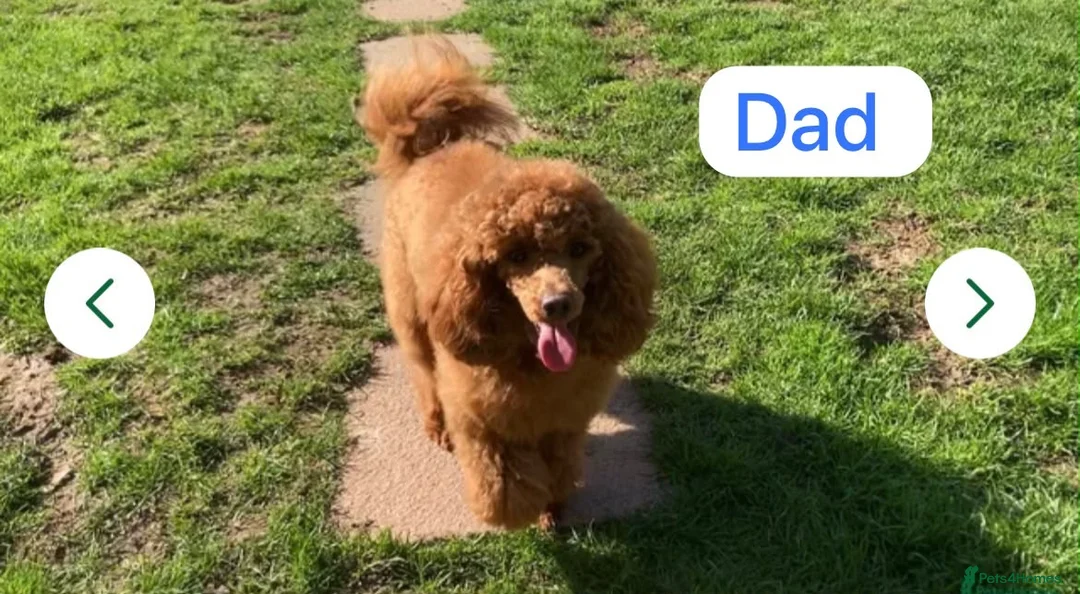 Cavapoo dogs for sale: Cavapoo  - Advert 10