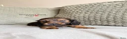 Miniature Dachshund dogs for sale:     Exceptional KC Long Haired Mini Dachshunds🤍 - Advert 29