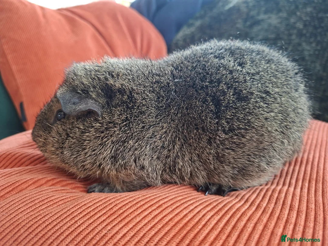 Guinea Pig rodents for sale: Beautiful Lemon Agouti Rex boar - Advert 2