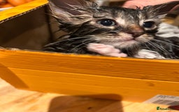 Mixed Breed cats for sale: Soft, Sweet, and Full of Fun…. - Advert 10