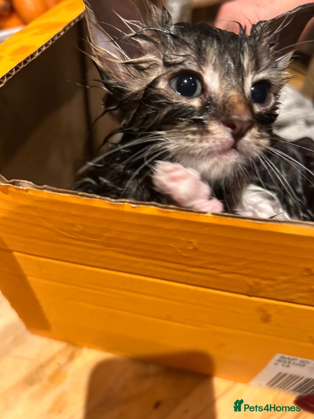 Mixed Breed cats for sale: Soft, Sweet, and Full of Fun…. - Advert 10