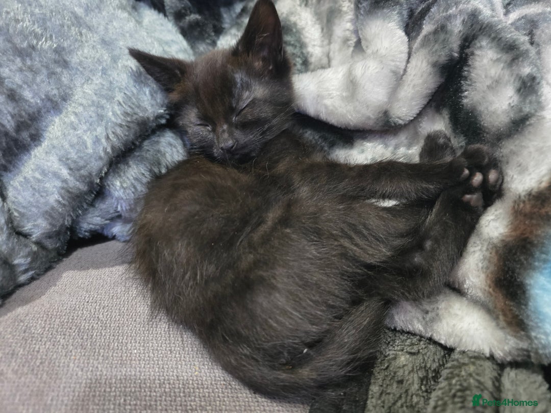 Mixed Breed cats for sale: Mixed breed kittens ready now.  - Image 22