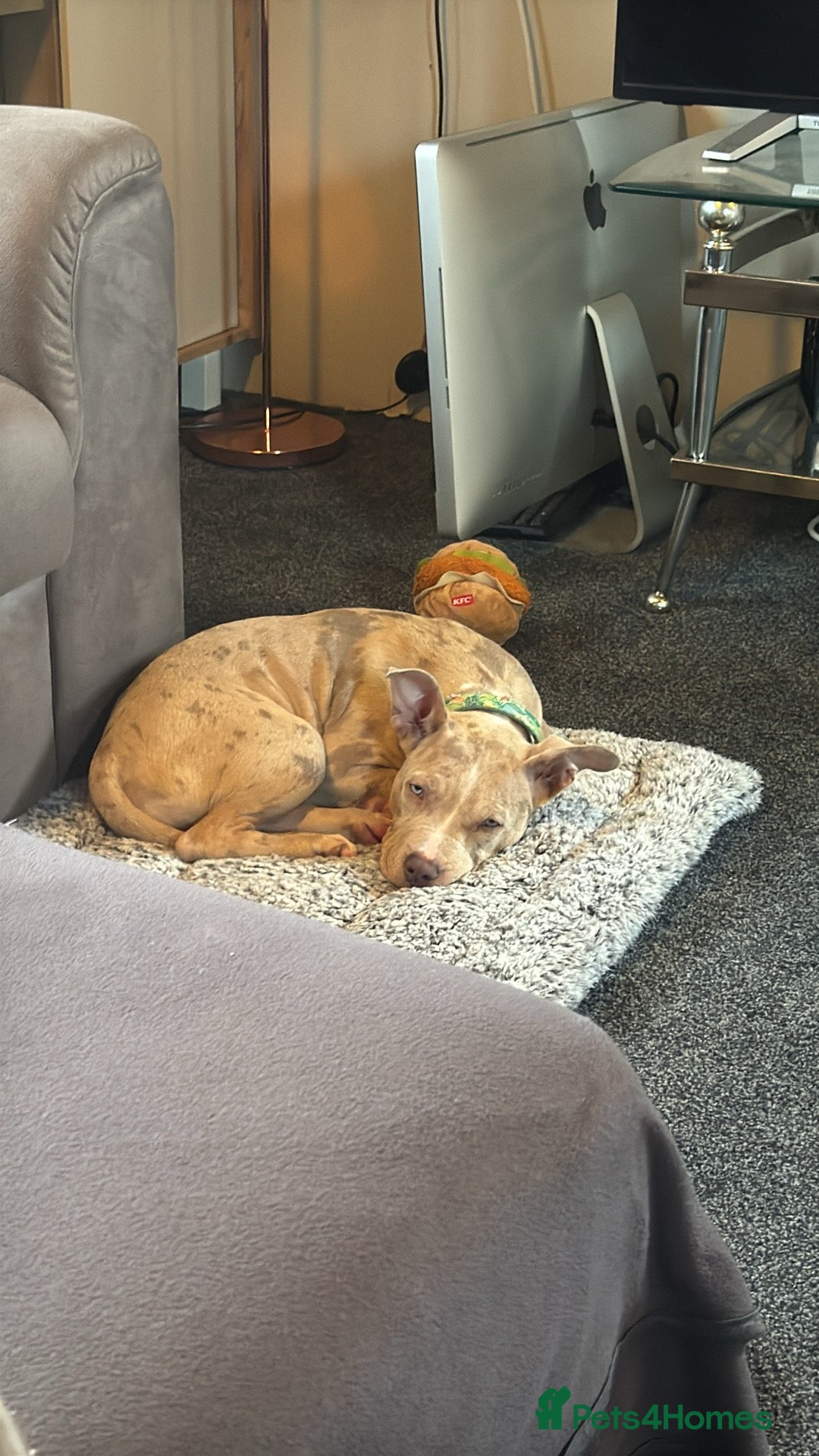 Mixed Breed dogs for sale: Sandy - Advert 13