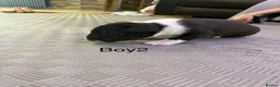 English Bull Terrier dogs for sale: English bull terrier puppys in Grays - Advert 9