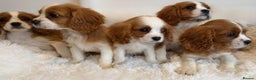 Cavalier King Charles Spaniel dogs for sale: 8 beautiful King Charles Cavalier spaniel puppies - Advert 10