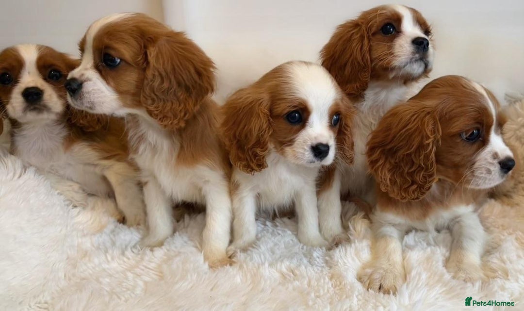 Cavalier King Charles Spaniel dogs for sale: 8 beautiful King Charles Cavalier spaniel puppies - Advert 10