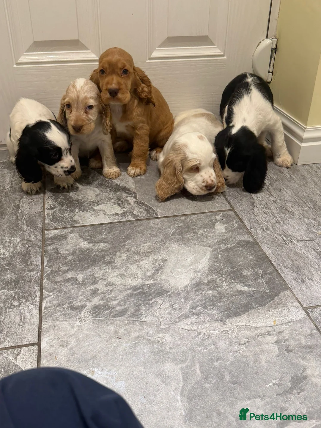 Cocker Spaniel dogs for sale: OUTSTANDING ADORABLE SHOW TYPE COCKER SPANIEL  - Advert 18