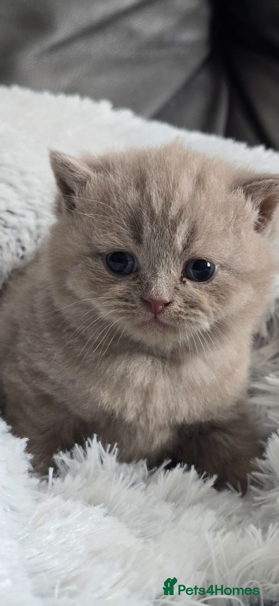 British Shorthair cats GCCF REGISTERED LILAC BRITISH SHORTHAIR  - Advert 1