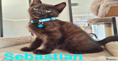 Mixed Breed cats - Advert 7