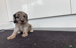 Cockapoo dogs for sale: F1 Cockapoos for sale  - Image 6