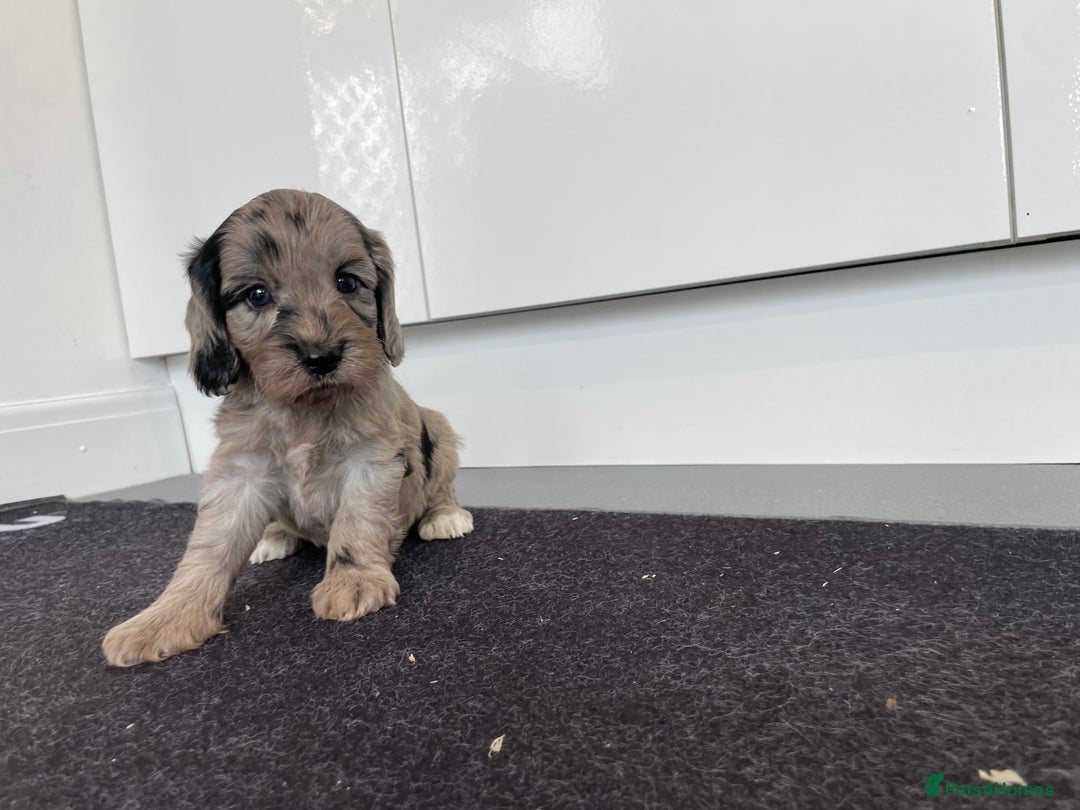 Cockapoo dogs for sale: F1 Cockapoos for sale  - Image 6