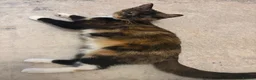 Mixed Breed cats for sale: 17 week old female kitten - Advert 3
