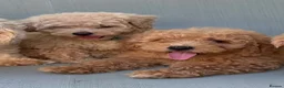 Mixed Breed dogs for sale: Rare Stunning Toy Cavapooshon Family Bred Puppies in Maidstone - Advert 6
