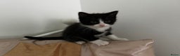 American Shorthair cats for sale: Adorable Tabby Kittens – Ready for Forever Homes - Advert 9