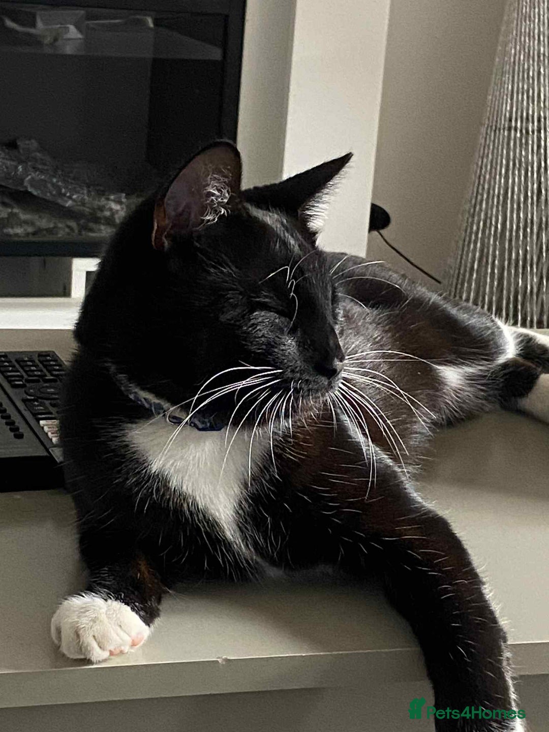 Bombay cats for sale: Two cats to Rehome - Advert 8