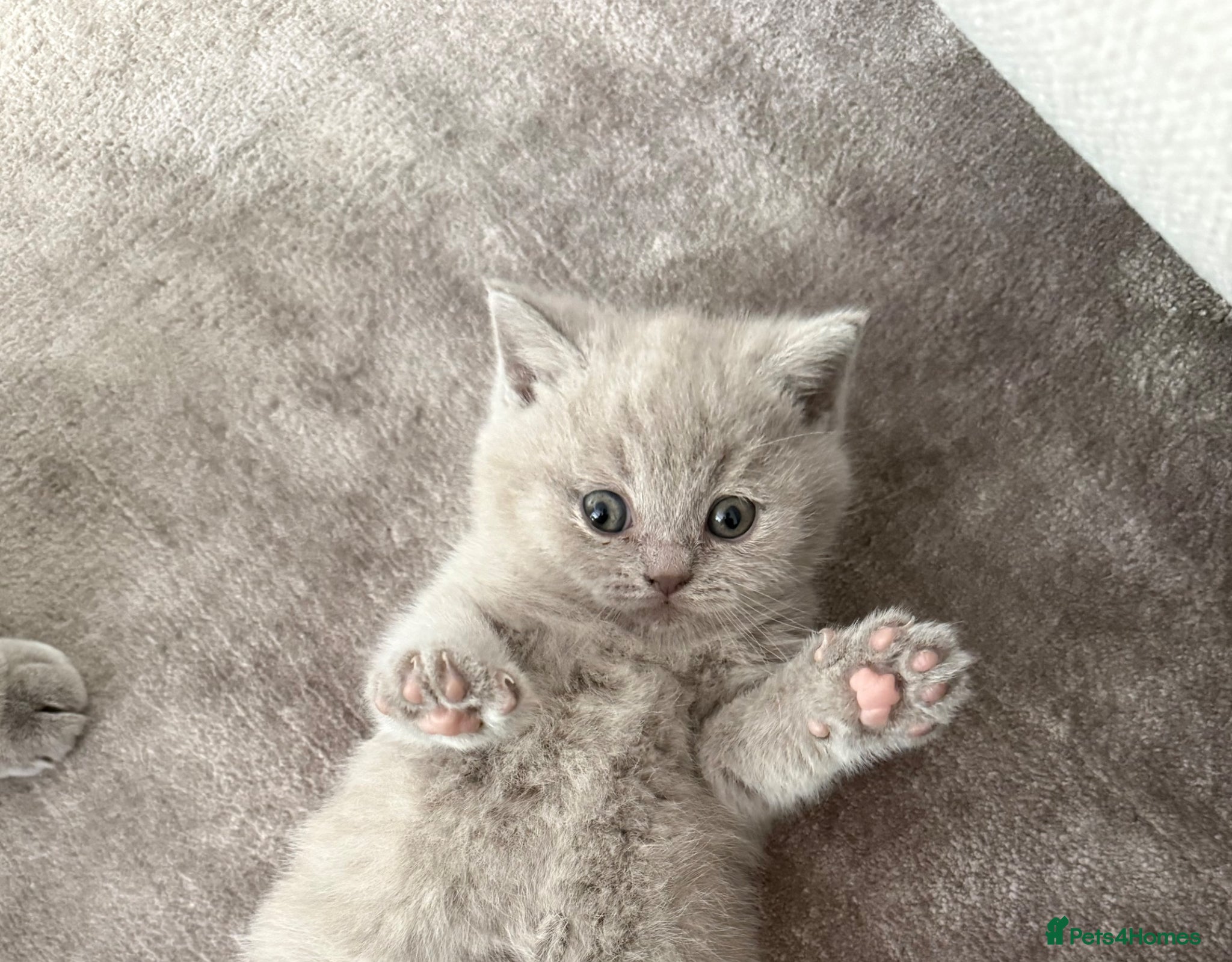 British Shorthair cats for sale: British Shorthair Kitten Ready for Loving Home  - Advert 1