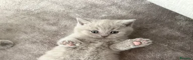 British Shorthair Kitten 1