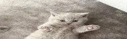British Shorthair cats for sale: British Shorthair Kitten Ready for Loving Home  in London - Advert 1