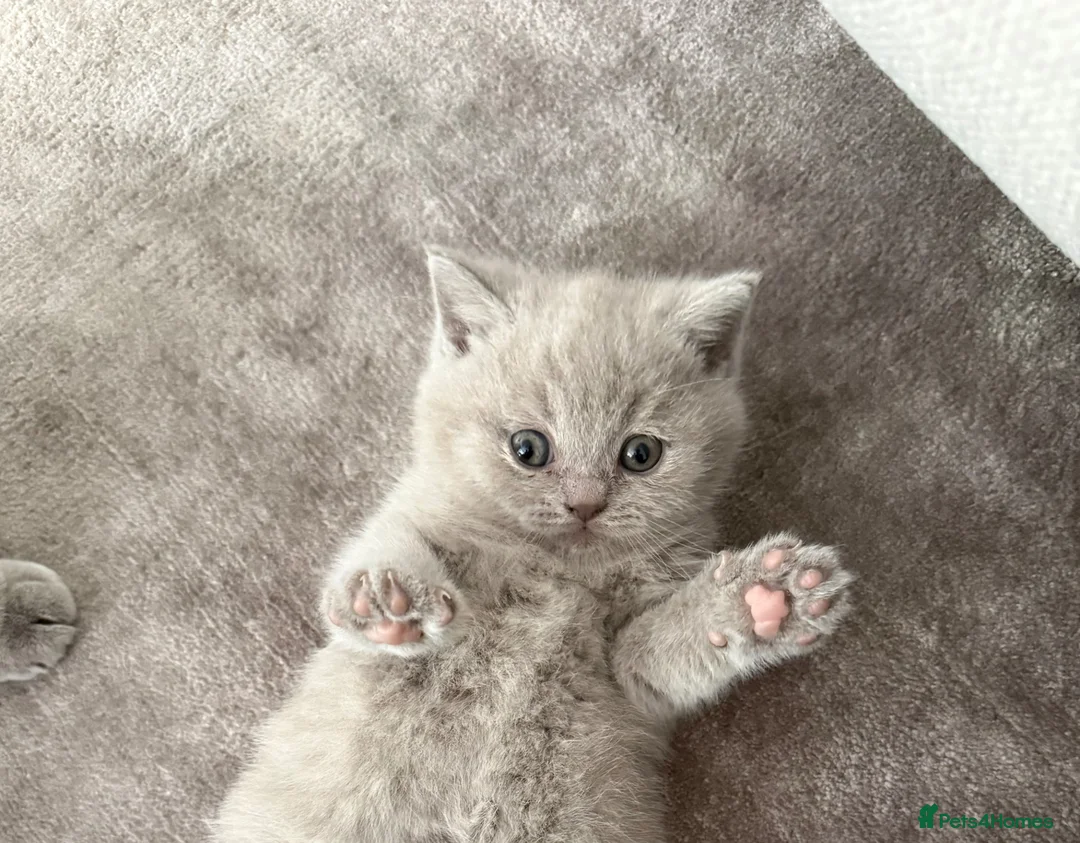 British Shorthair cats for sale: British Shorthair Kitten Ready for Loving Home  in London - Advert 1