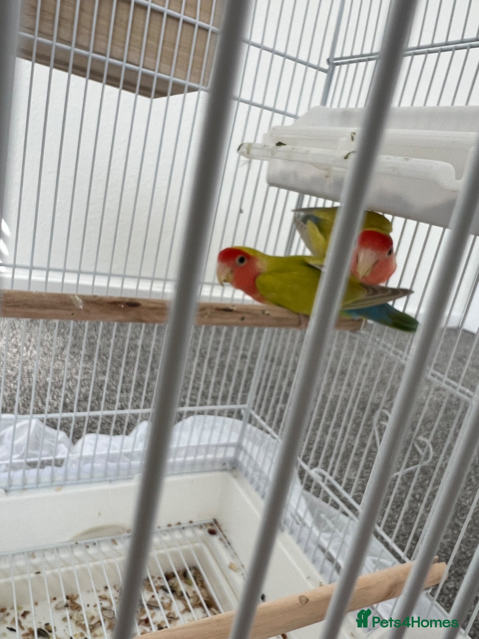 Lovebirds birds Lovebirds  - Advert 4