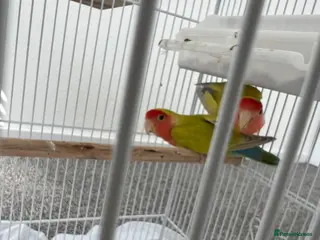 Lovebirds birds Lovebirds - Advert 4