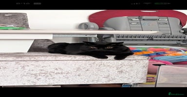 British Shorthair cats British short hair black male  - Advert 2