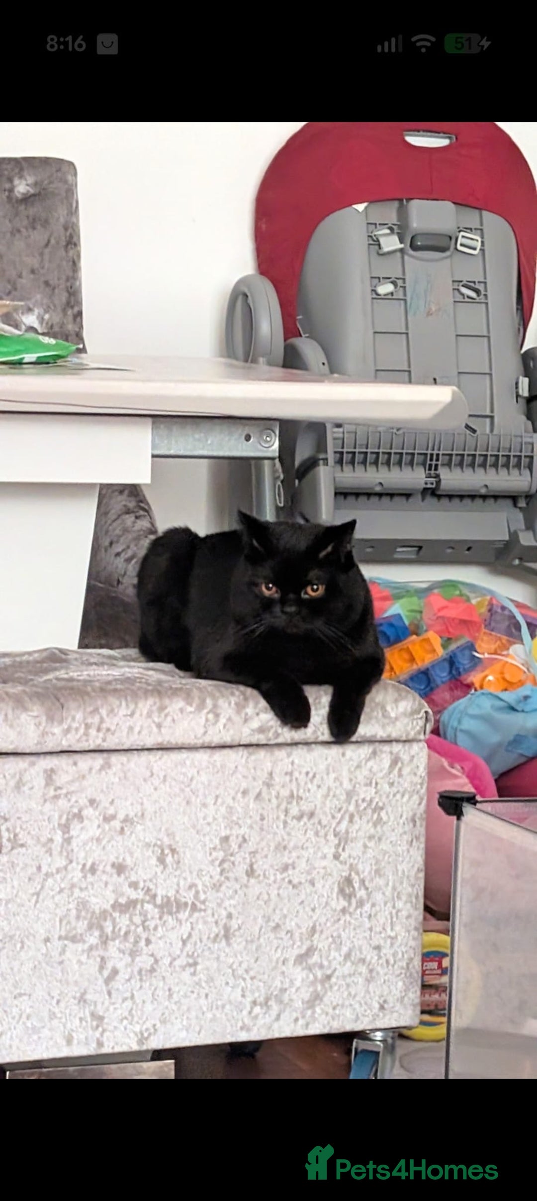 British Shorthair cats for sale: British short hair black male  - Advert 2