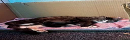 Mixed Breed cats for sale: kittens for sale! - Advert 9