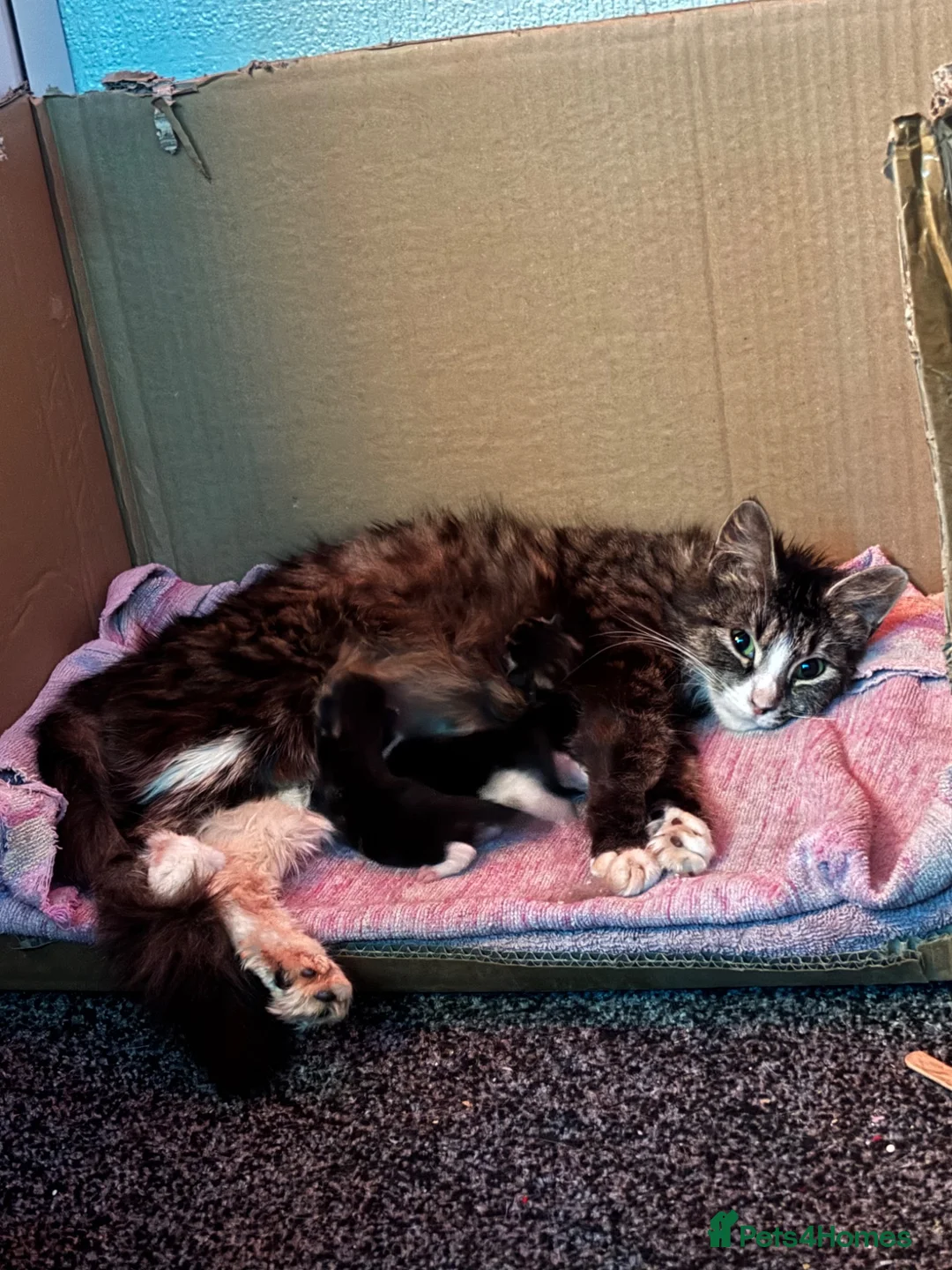 Mixed Breed cats for sale: kittens for sale! - Advert 9