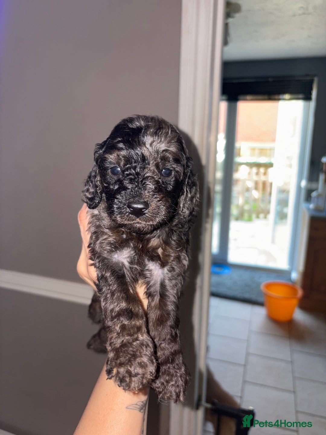 Cockapoo dogs for sale: F1bb mini cockapoo puppies  - Image 30