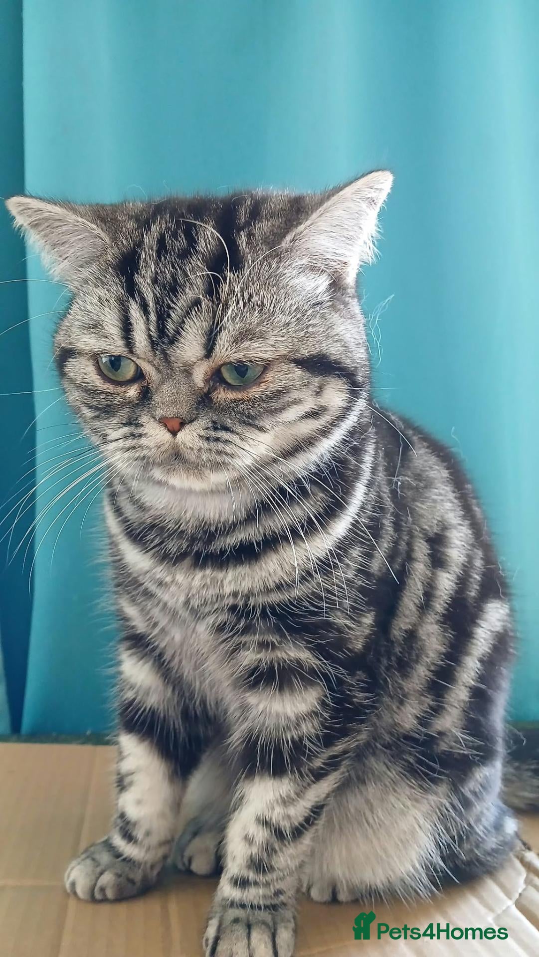 British Shorthair cats Bsh. Silver Tabby.  TICA.. 🍄🍒 - Advert 3
