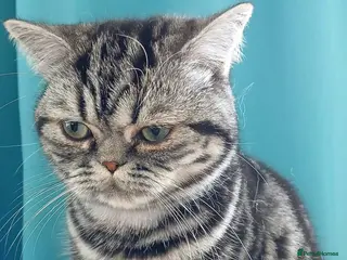 British Shorthair cats Bsh. Silver Tabby. TICA.. 🍄🍒 - Advert 4