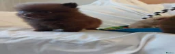 Pomeranian dogs for sale:  Toy-Type Mico Teddy Bear Face Pomeranian Puppy's - Advert 26